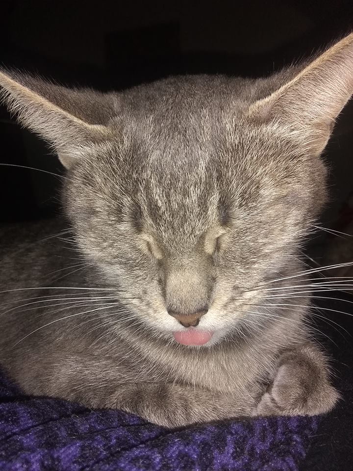 gray cat sticking its tongue out