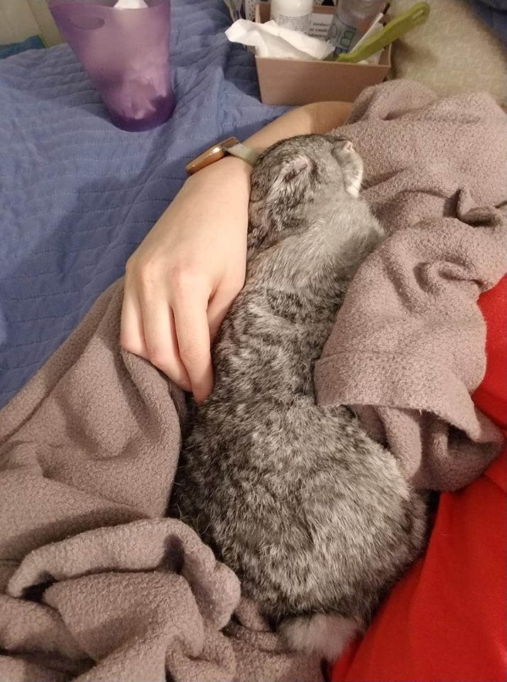 person holding a gray rabbit on their lap