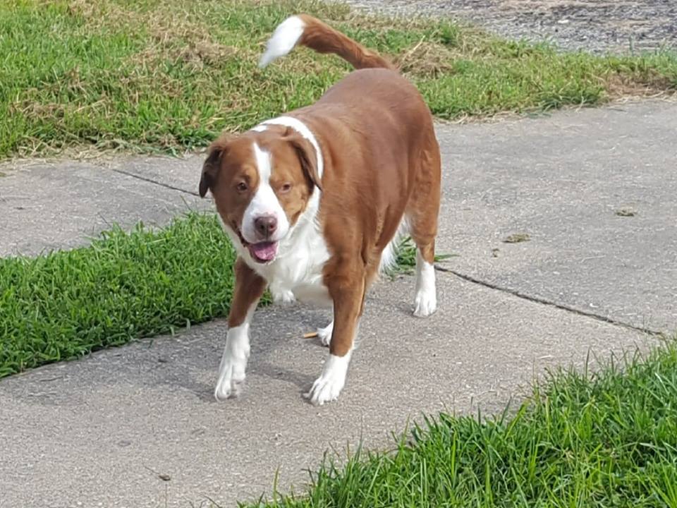 brown and white dog walking outside