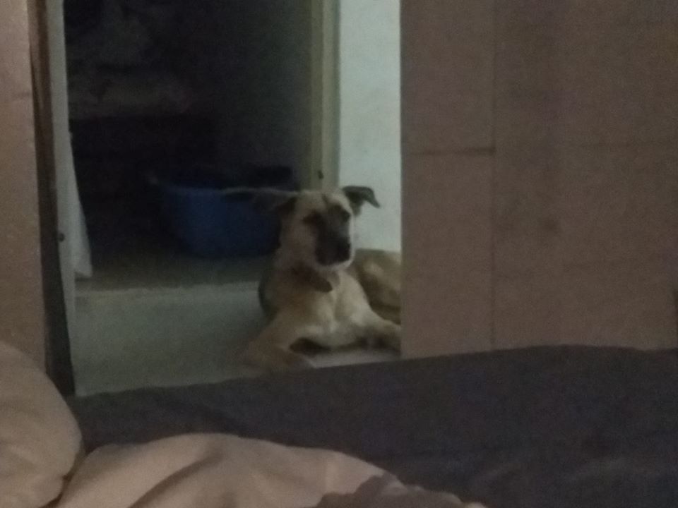 dog sitting in the hallway outside a woman's bedroom