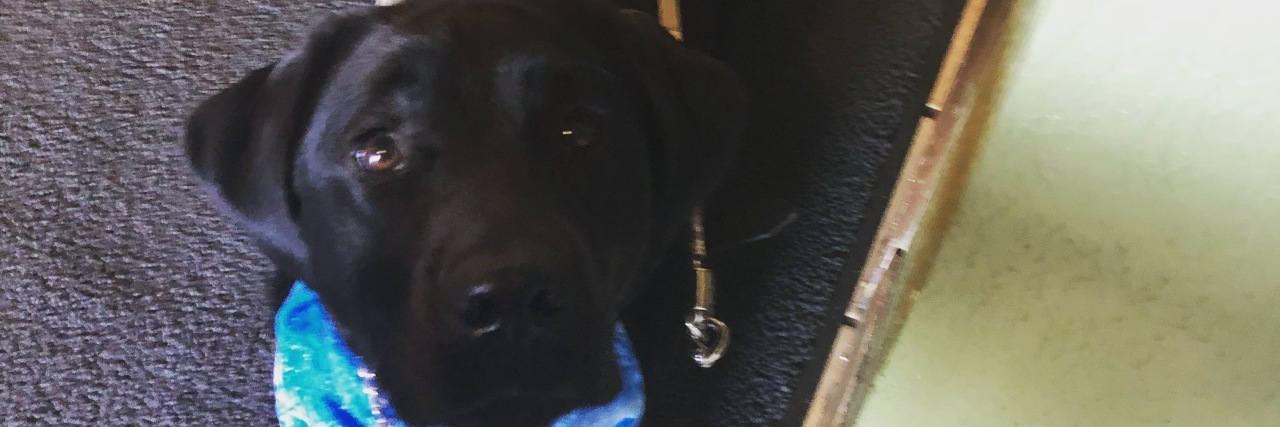 Charlie's guide dog, black Labrador retriever in a harness.