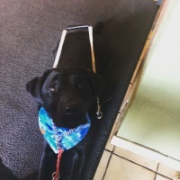 Charlie's guide dog, black Labrador retriever in a harness.