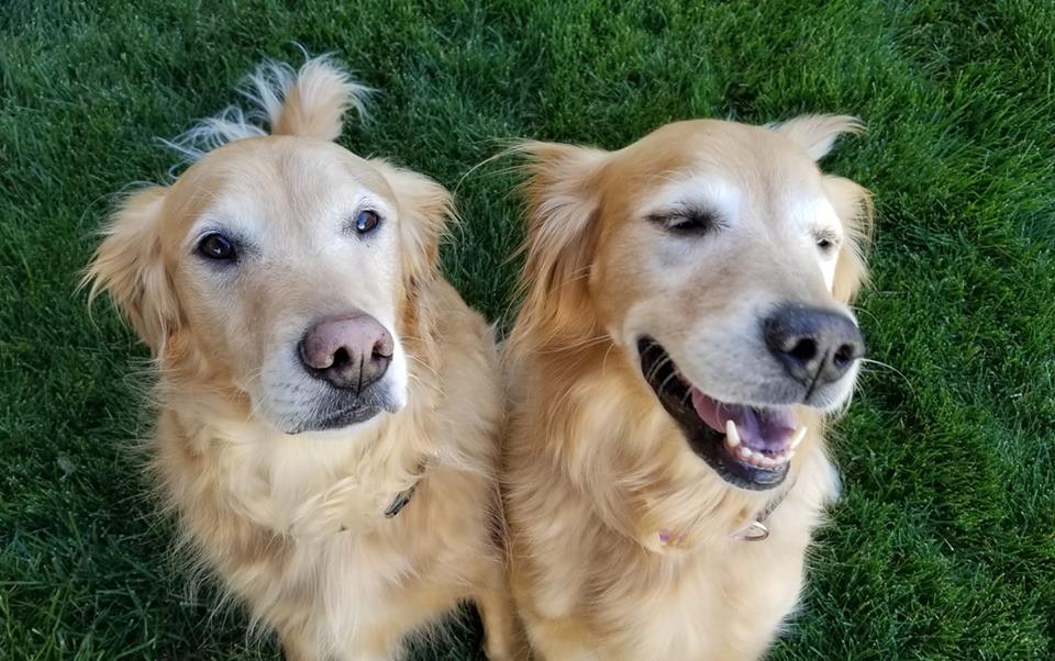 two golden labs sitting outside on the grass
