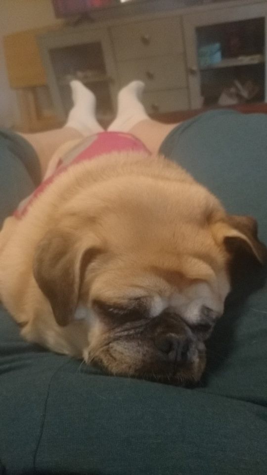 woman lying down with her dog lying on top of her