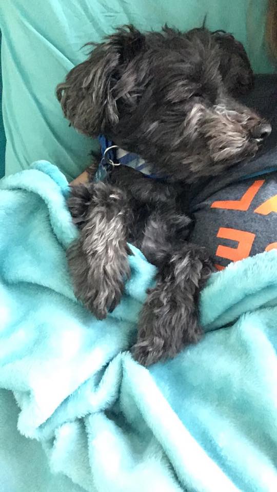 small black dog sleeping in bed next to its owner