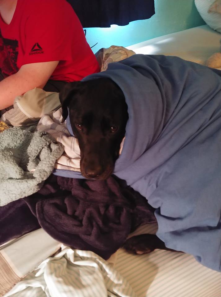 dogs curled up in blankets and sitting on the bed