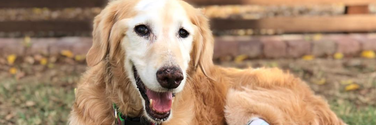 Therapy Dog, Chi Chi, Named American Hero Dog of 2018 Chi Chi