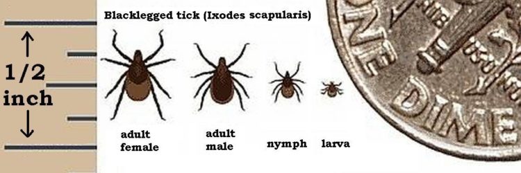 Size of deer tick compared to a U.S. dime