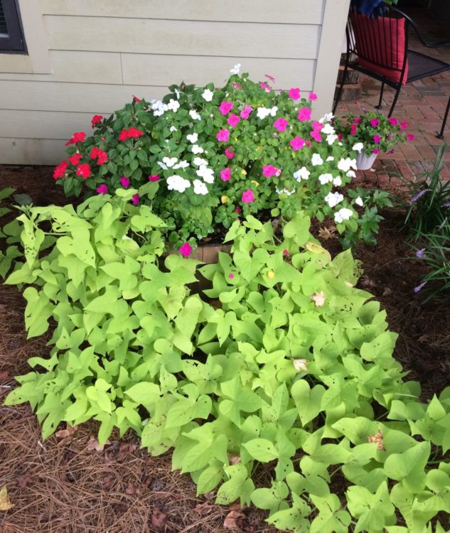 The author's pink, white, and purple impatient flowers in a pot. 