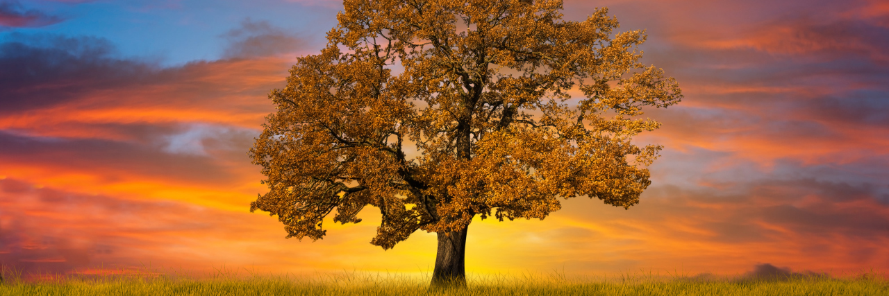 Fighting for Independence With Ehlers-Danlos Syndrome Lone tree in a field at sunset.