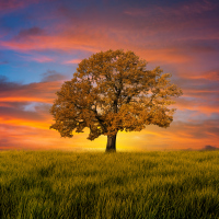 Lone tree in a field at sunset.