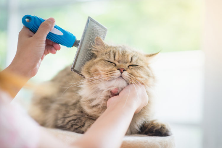 A cat being brushed.