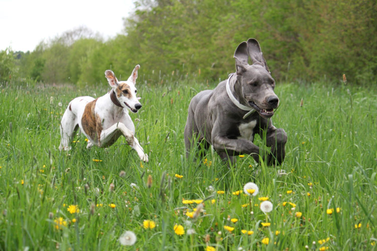 Two dogs running in a field.