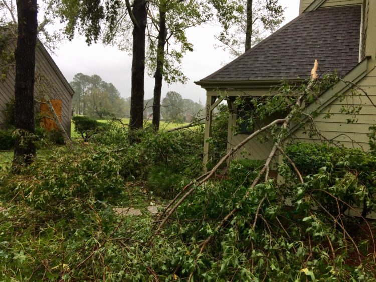 A house surrounded by fallen trees.