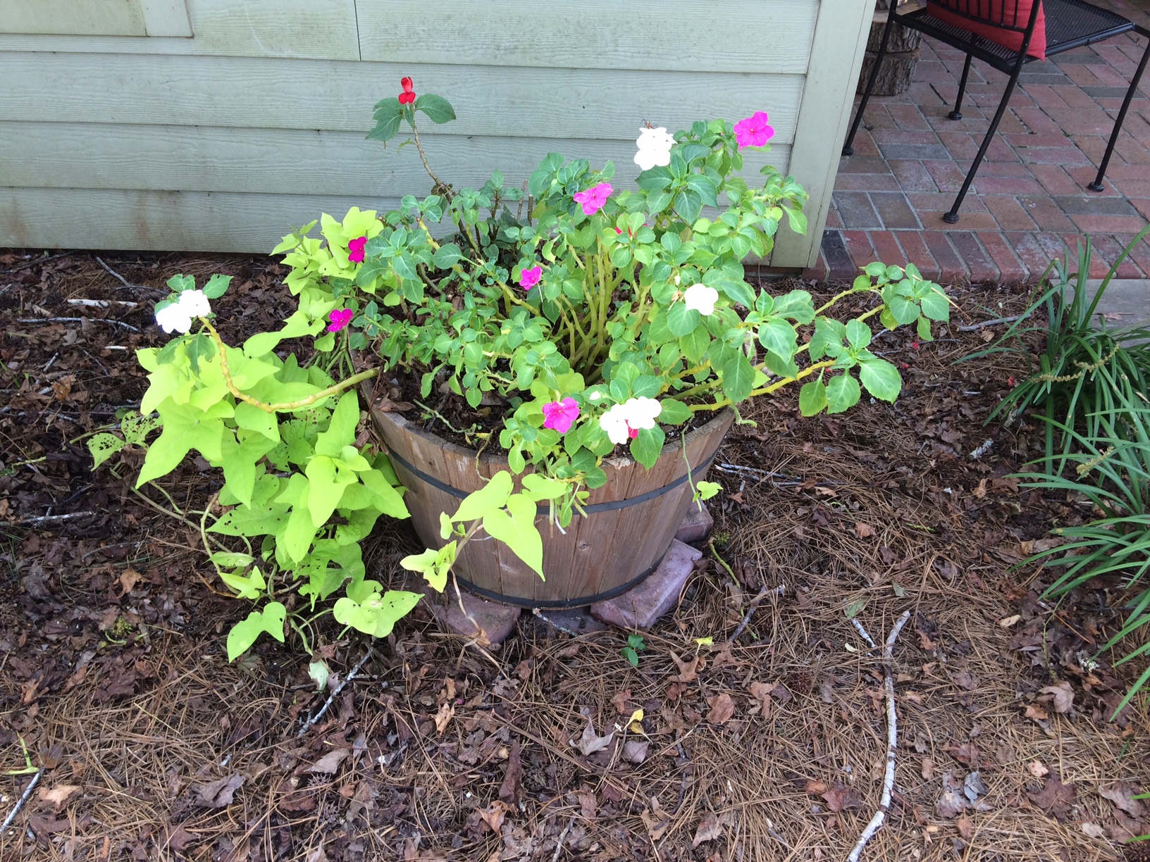 A picture of beautifully planted flowers.