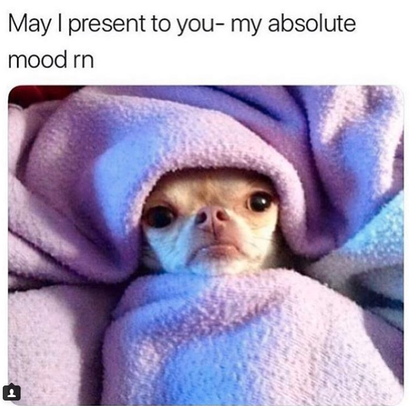 dog face poking out from blanket caption may i present to you my absolute mood rn