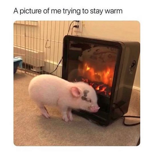 baby pig standing next to heater with caption a picture of me trying to stay warm