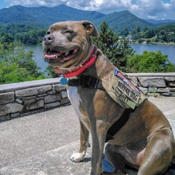 Roxy, pit bull and PTSD service dog