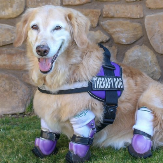 Chi Chi with purple therapy dog vest