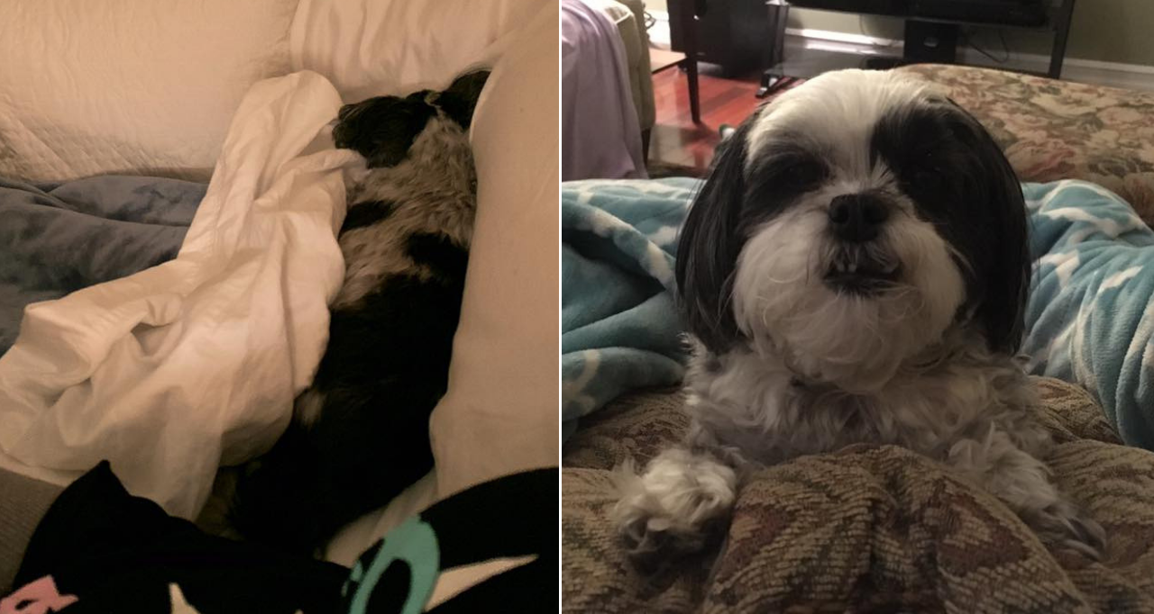 two dogs lying on the bed and the couch