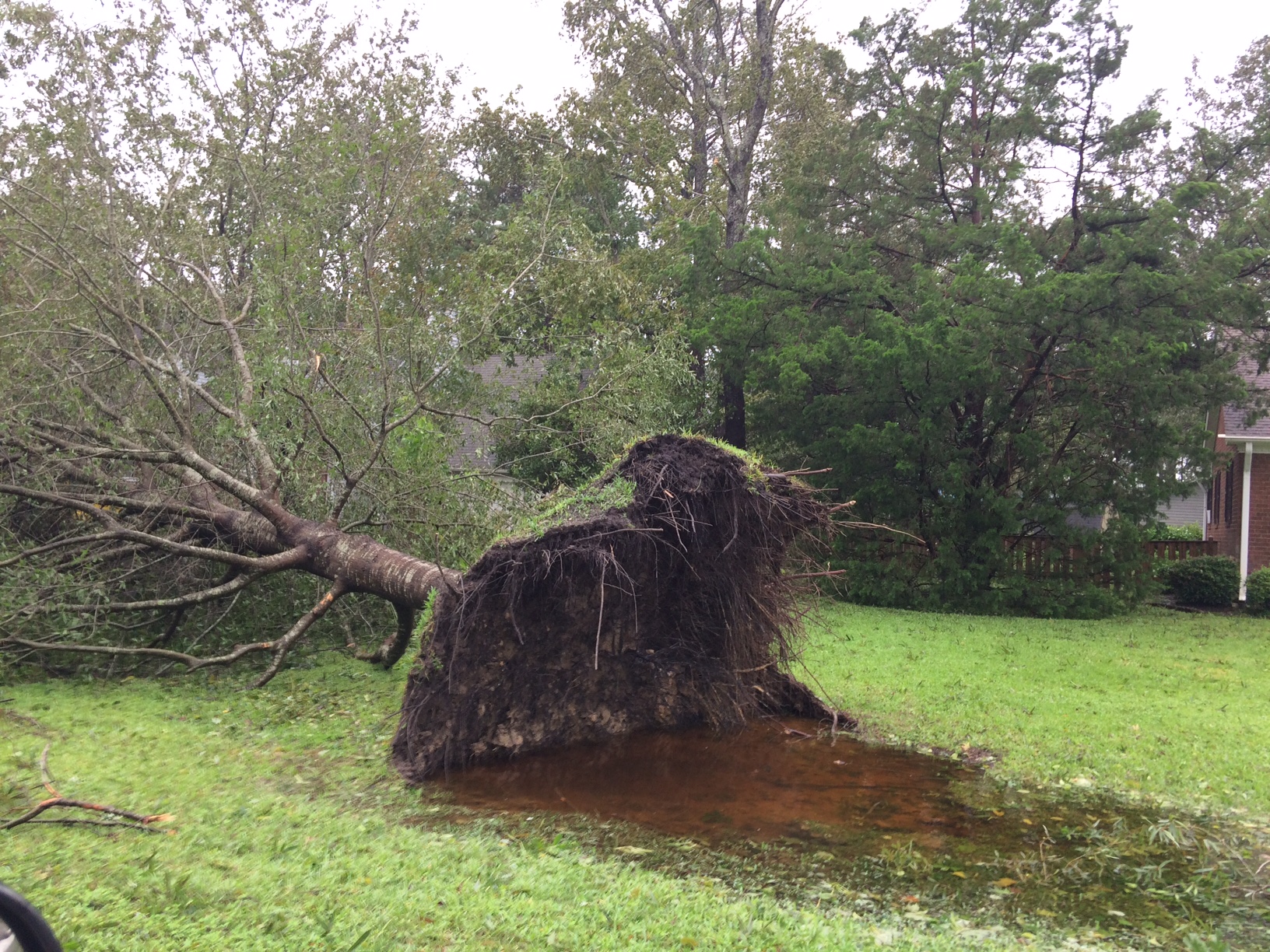 A picture of a tree uprooted from the ground.
