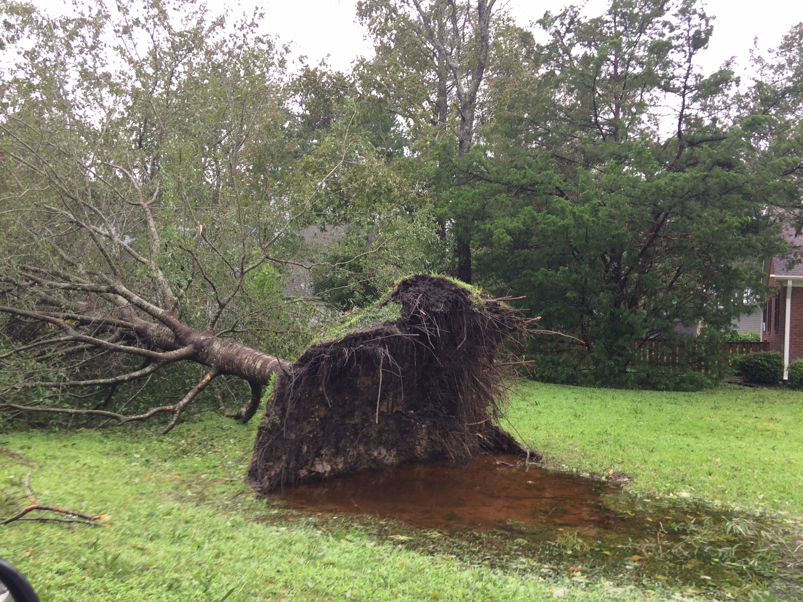 Дерево тома. Uprooted Tree. Uprooted.