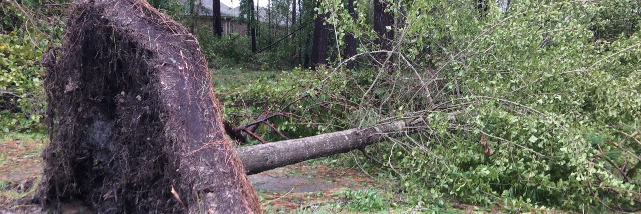 What Hurricane Florence Taught Me About Chronic Pain A picture of a tree that has fallen over on the road.
