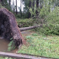 A picture of a tree that has fallen over on the road.