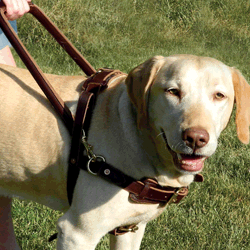 A yellow lab with a leather harness