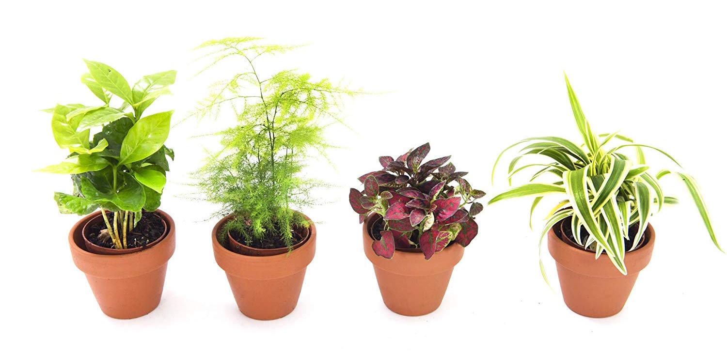 four indoor plants: Coffee Plant, Fern, Hypoestes, & Spider Plant