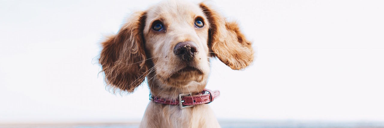 How to Cope With Anxiety and Fear: Dog Analogy