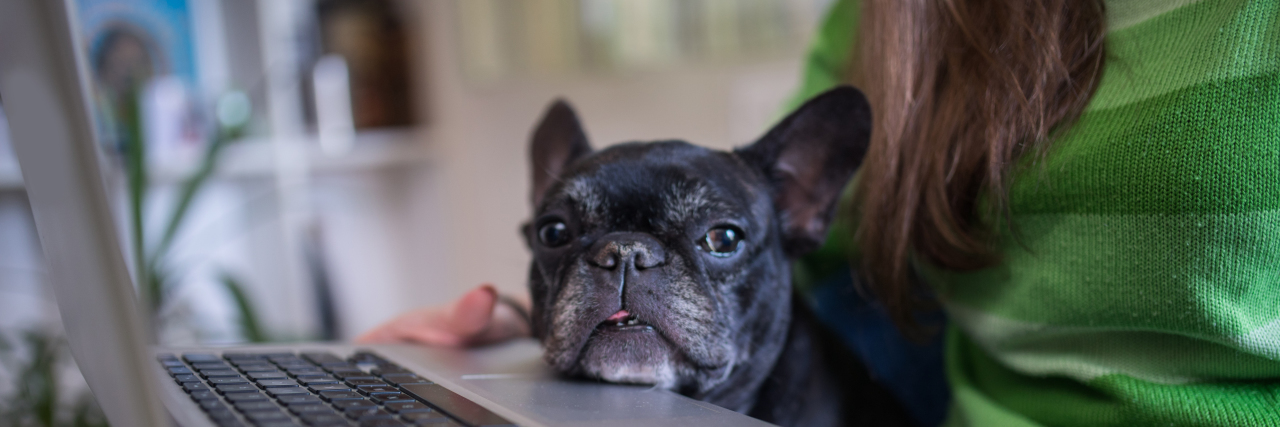 Finding Accommodating Employment When Chronically Ill Woman looking for job on laptop as her French bulldog looks on.