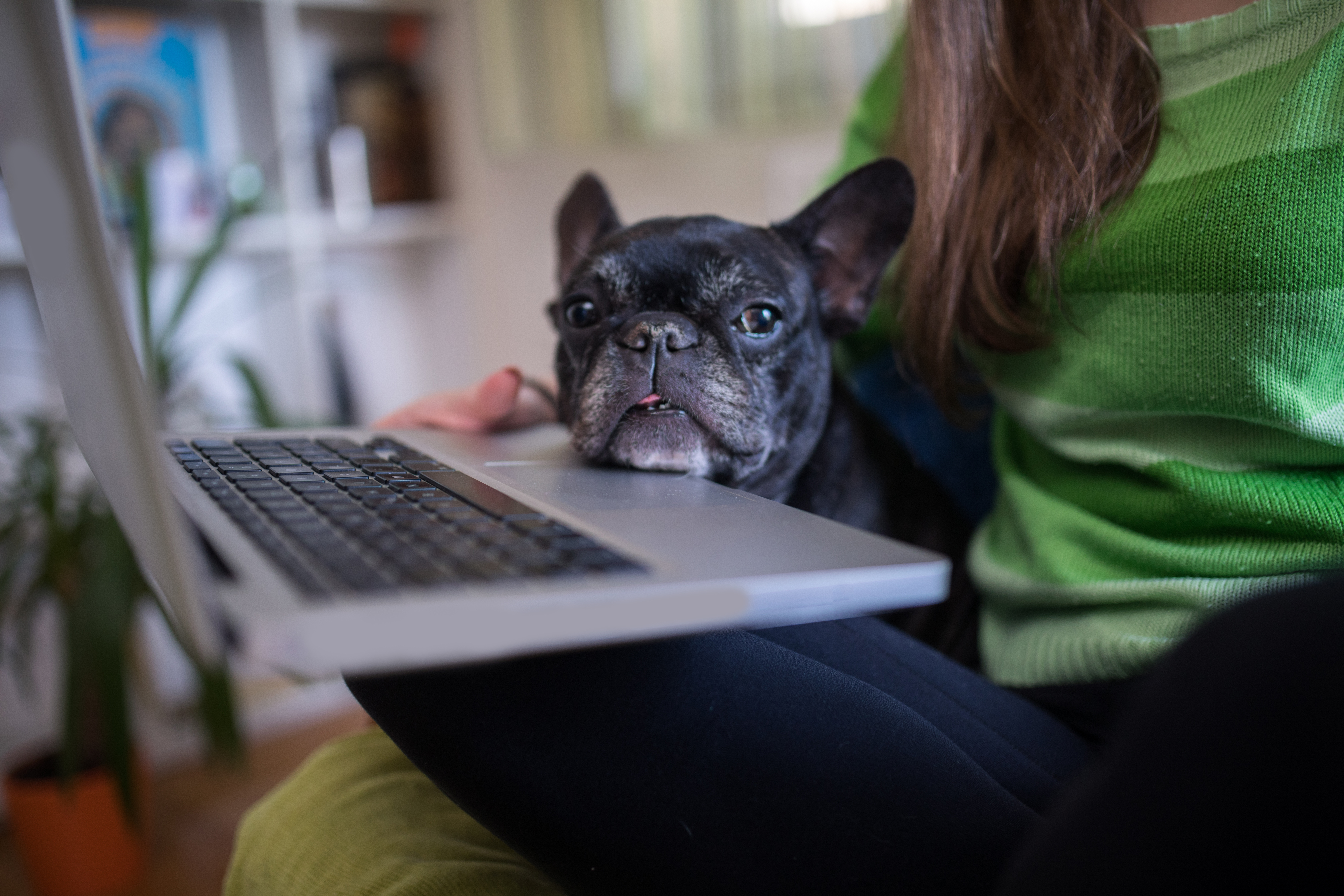 Woman looking for job on laptop as her French bulldog looks on.