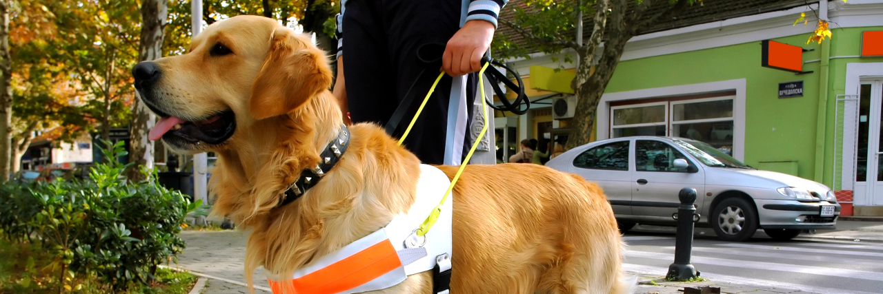 A seeing eye dog helping a person