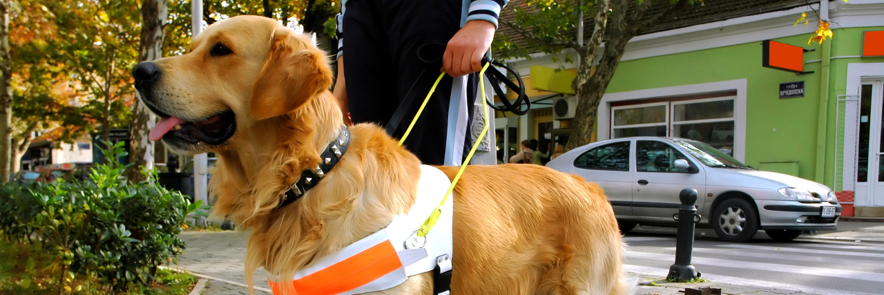 Family's Service Dog Experience Highlights Need For Better Standards A seeing eye dog helping a person