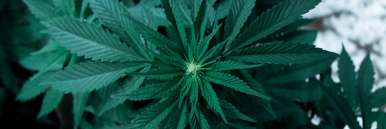 Medical Marijuana Is Available in the U.K. But It's Not Easy to Access Marijuana plant