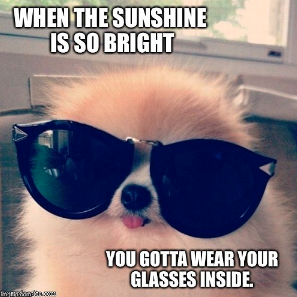 dog wearing sunglasses when the sunshine is so bright you gotta wear your glasses inside