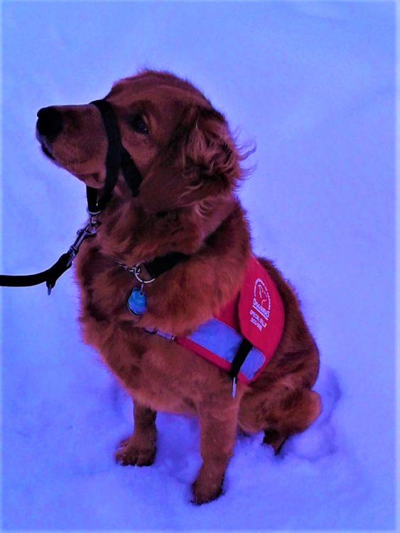 guide dog sitting on snow