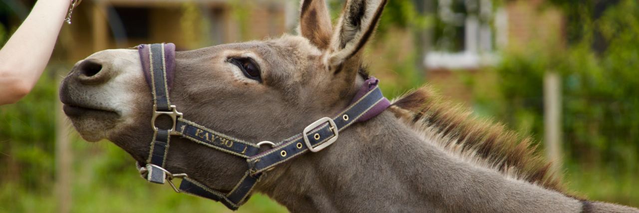 Life Lessons I've Learned About Managing Chronic Illness donkey standing outside reaching for something from a human's hand
