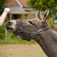 donkey standing outside reaching for something from a human's hand