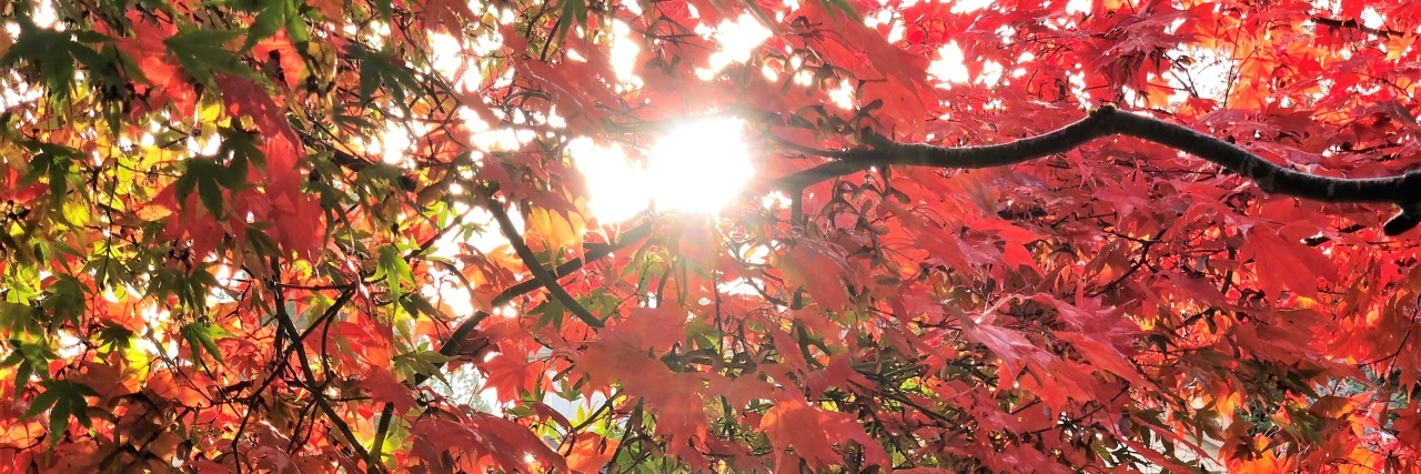 sunlight peeking through a red maple tree