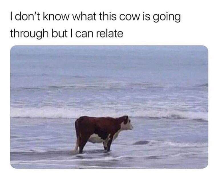 I don't know what this cow is going through but I can relate