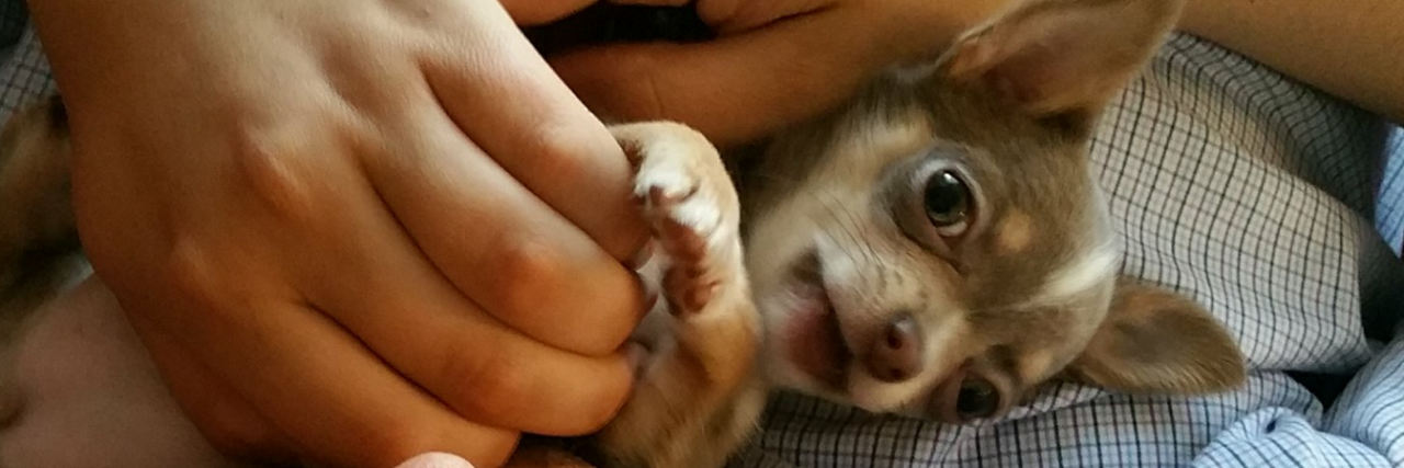 Dogs and Autism: A Match Made in Heaven Author's son laying down petting a Chihuahua