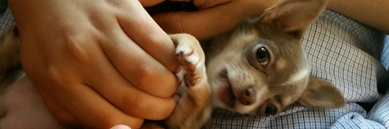 Author's son laying down petting a Chihuahua