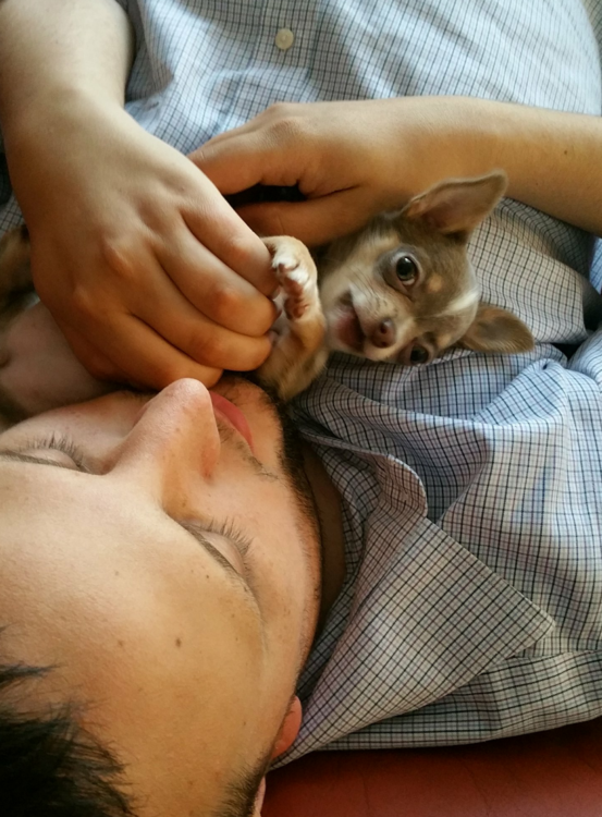 Author's son laying down petting a Chihuahua