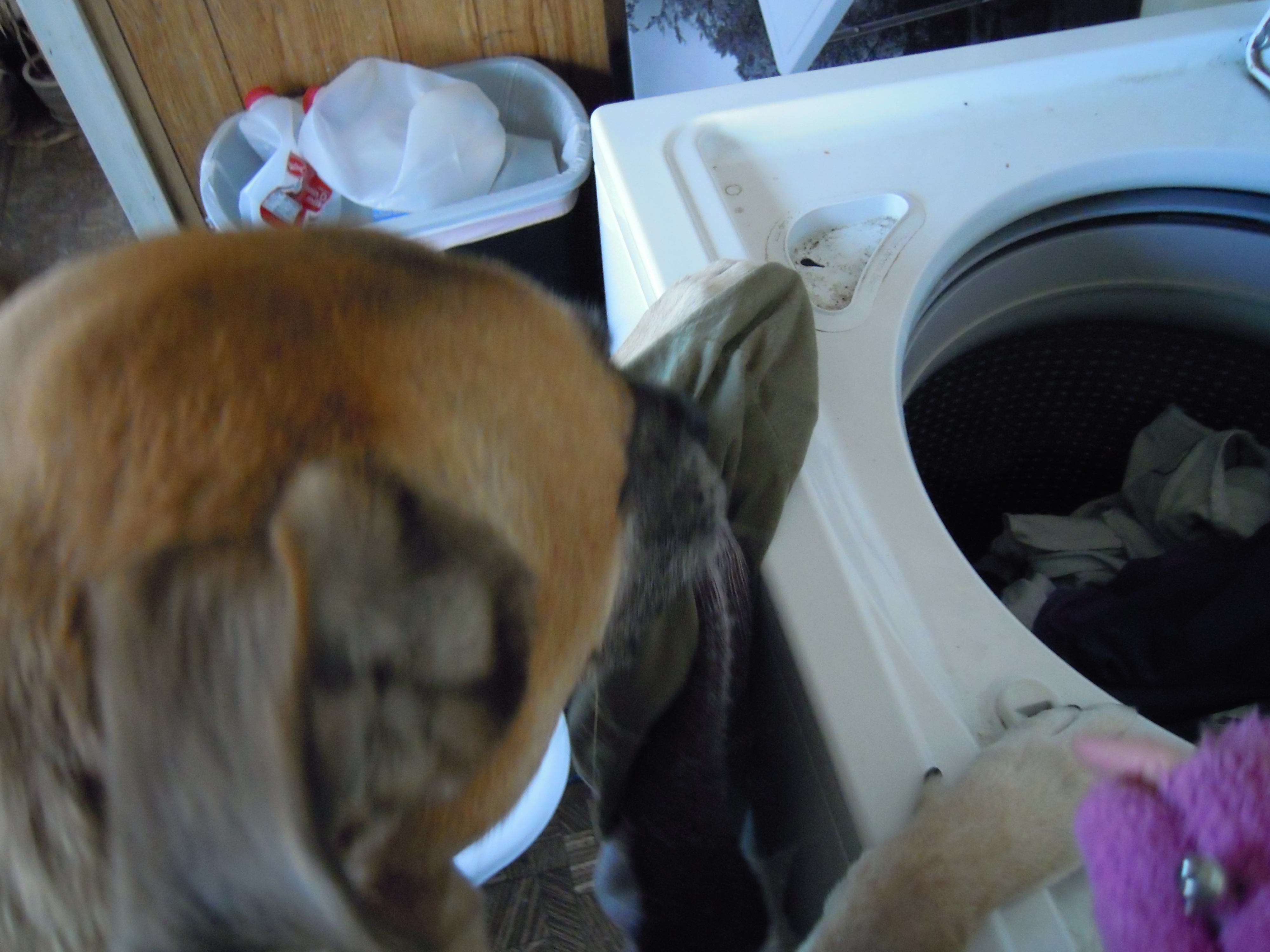 Sally's service dog helps load the washing machine.