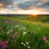 Flowers in a mountain meadow at sunrise.