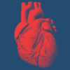 Illustration of red human heart with blue background