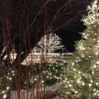 photo of trees with christmas lights at night