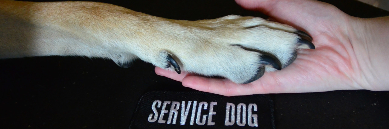 Service dog handler holding dog's paw, with patch that reads 'service dog' below.